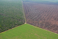 Brazil Soy vs Amazon rainforest 