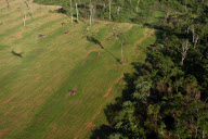 Brazil Soy vs Amazon rainforest 