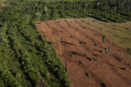 Brazil Soy vs Amazon rainforest 