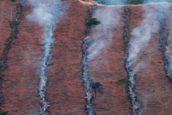 Brazil Soy vs Amazon rainforest 