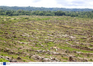 Logging, Papua New Guinea - Sep 2008