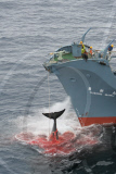 Whaling in Japan