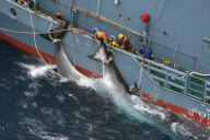 Whaling in Japan