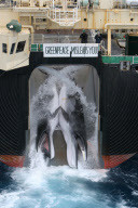 Whaling in Japan