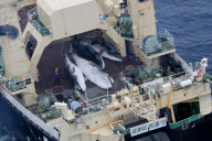 Whaling in Japan