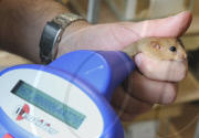 Dormice breeding and release programme at Paignton Zoo Environmental Park, Paignton, Devon, Britain - 20 Jan 2010