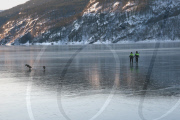 Deer rescue from frozen lake, Sirdal Lake, Norway - Jan 2010