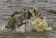 Holiday maker captures snaps of crocodile attacking a wildebeest in the Masai Mara reserve, Kenya - 27 Jan 2010