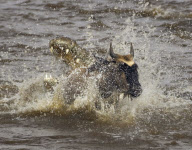 Holiday maker captures snaps of crocodile attacking a wildebeest in the Masai Mara reserve, Kenya - 27 Jan 2010
