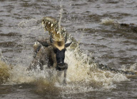 Holiday maker captures snaps of crocodile attacking a wildebeest in the Masai Mara reserve, Kenya - 27 Jan 2010