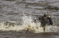 Holiday maker captures snaps of crocodile attacking a wildebeest in the Masai Mara reserve, Kenya - 27 Jan 2010