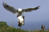 Seagull steals food from puffin's mouth as part of mid-air mugging, Farne Islands, Northumberland coast, Britain - 26 Jan 2010