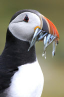 Seagull steals food from puffin's mouth as part of mid-air mugging, Farne Islands, Northumberland coast, Britain - 26 Jan 2010