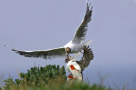 Seagull steals food from puffin's mouth as part of mid-air mugging, Farne Islands, Northumberland coast, Britain - 26 Jan 2010