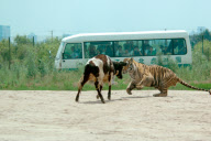Holiday Horror as live cow is fed to Tigers, Siberian Tiger Park, Harbin, China - 04 Feb 2010