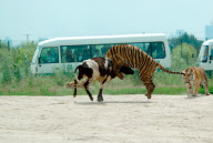 Holiday Horror as live cow is fed to Tigers, Siberian Tiger Park, Harbin, China - 04 Feb 2010