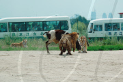 Holiday Horror as live cow is fed to Tigers, Siberian Tiger Park, Harbin, China - 04 Feb 2010
