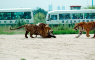 Holiday Horror as live cow is fed to Tigers, Siberian Tiger Park, Harbin, China - 04 Feb 2010