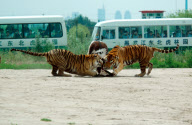 Holiday Horror as live cow is fed to Tigers, Siberian Tiger Park, Harbin, China - 04 Feb 2010