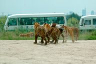 Holiday Horror as live cow is fed to Tigers, Siberian Tiger Park, Harbin, China - 04 Feb 2010