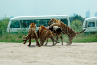 Holiday Horror as live cow is fed to Tigers, Siberian Tiger Park, Harbin, China - 04 Feb 2010