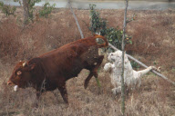 Scaredy-cat tiger runs away from rampaging bull that is meant to be lunch, Yancheng Zoo, Changzhou, China - Feb 2010