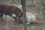 Scaredy-cat tiger runs away from rampaging bull that is meant to be lunch, Yancheng Zoo, Changzhou, China - Feb 2010