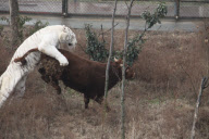 Scaredy-cat tiger runs away from rampaging bull that is meant to be lunch, Yancheng Zoo, Changzhou, China - Feb 2010