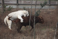 Scaredy-cat tiger runs away from rampaging bull that is meant to be lunch, Yancheng Zoo, Changzhou, China - Feb 2010