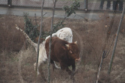 Scaredy-cat tiger runs away from rampaging bull that is meant to be lunch, Yancheng Zoo, Changzhou, China - Feb 2010