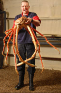 Giant Japanese Spider Crab, Biggest ever seen in the UK goes on display at the National Sealife centre in Birmingham, Britain - 11 Feb 2010