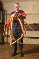 Giant Japanese Spider Crab, Biggest ever seen in the UK goes on display at the National Sealife centre in Birmingham, Britain - 11 Feb 2010