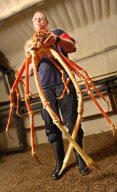 Giant Japanese Spider Crab, Biggest ever seen in the UK goes on display at the National Sealife centre in Birmingham, Britain - 11 Feb 2010