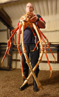 Giant Japanese Spider Crab, Biggest ever seen in the UK goes on display at the National Sealife centre in Birmingham, Britain - 11 Feb 2010
