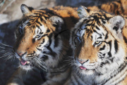 (6)CHINA-HEILONGJIANG-SIBERIAN TIGER PARK (CN)