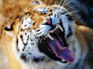 (4)CHINA-HEILONGJIANG-SIBERIAN TIGER PARK (CN)