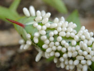 Eyes and Smiles on a Tobacco Hornworm, Gloucester, Massachusetts, America - 15 Feb 2010
