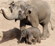 New baby elephant is star attraction at Melbourne Zoo, Australia - 18 Feb 2010