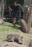 New baby elephant is star attraction at Melbourne Zoo, Australia - 18 Feb 2010