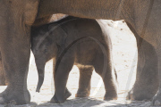 New baby elephant is star attraction at Melbourne Zoo, Australia - 18 Feb 2010