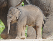 New baby elephant is star attraction at Melbourne Zoo, Australia - 18 Feb 2010