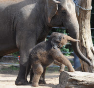 New baby elephant is star attraction at Melbourne Zoo, Australia - 18 Feb 2010