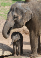 New baby elephant is star attraction at Melbourne Zoo, Australia - 18 Feb 2010
