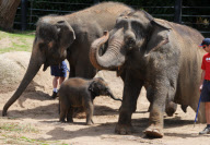New baby elephant is star attraction at Melbourne Zoo, Australia - 18 Feb 2010