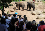New baby elephant is star attraction at Melbourne Zoo, Australia - 18 Feb 2010