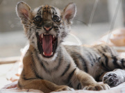 #(6)CHINA-JIANGSU-LITTLE TIGER  (CN)
