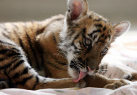 #(1)CHINA-JIANGSU-LITTLE TIGER  (CN)

