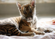 #(4)CHINA-JIANGSU-LITTLE TIGER  (CN)
