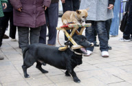 Dogs perform balancing act in street, Huaibei, Anhui province, China - Feb 2010