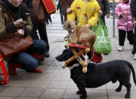 Dogs perform balancing act in street, Huaibei, Anhui province, China - Feb 2010